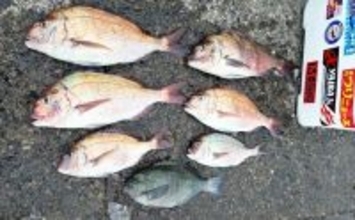 イケスでのフカセ釣りで50cm級頭にマダイ連打に成功！【沼津・静岡】
