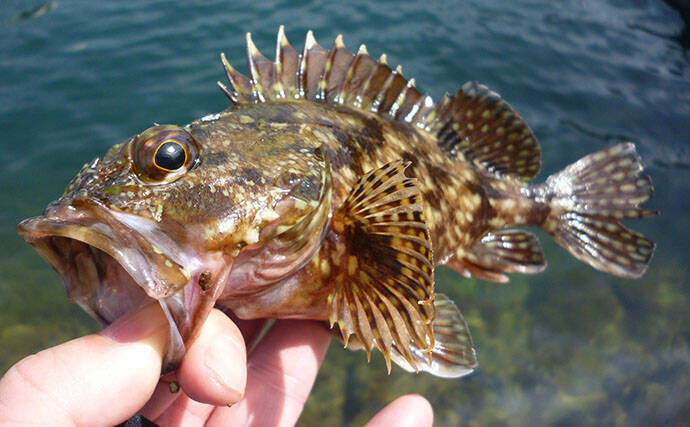 メバリング釣果レポート：ウィードエリアで本命メバルを好捕！【三重南部】