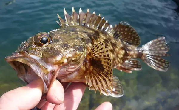 「メバリング釣果レポート：ウィードエリアで本命メバルを好捕！【三重南部】」の画像