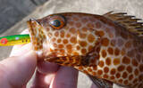 「メバリング釣果レポート：ウィードエリアで本命メバルを好捕！【三重南部】」の画像5