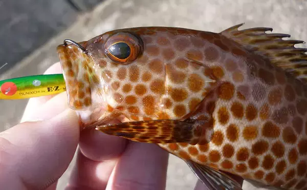「メバリング釣果レポート：ウィードエリアで本命メバルを好捕！【三重南部】」の画像
