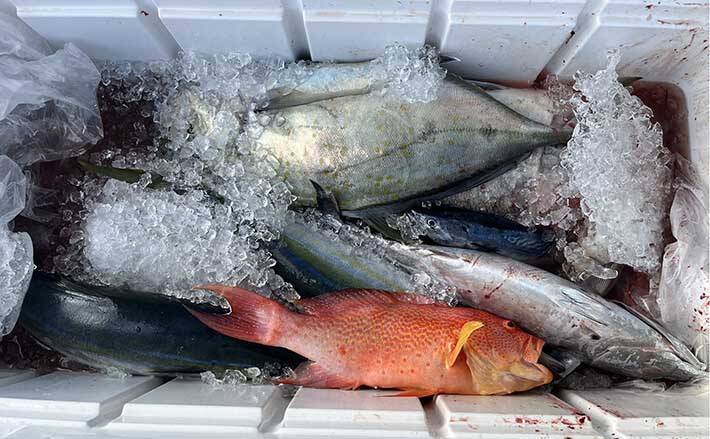 沖縄への遠征ライトジギングで多彩釣果　無着色の鉛ジグが一番釣れた？