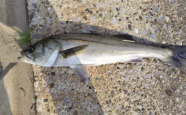 夏のデイゲーム釣行で60cm級シーバス【千葉・村田川】バイブレーションで手中
