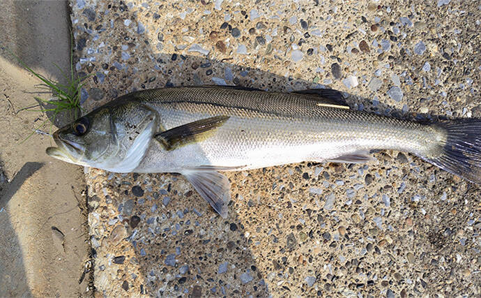 夏のデイゲーム釣行で60cm級シーバス【千葉・村田川】バイブレーションで手中