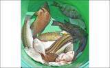 「南伊勢エリアのイカダでファミリーフィッシング【三重】多彩な魚がヒットして五目釣り達成！」の画像5