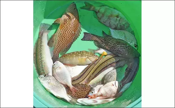 「南伊勢エリアのイカダでファミリーフィッシング【三重】多彩な魚がヒットして五目釣り達成！」の画像