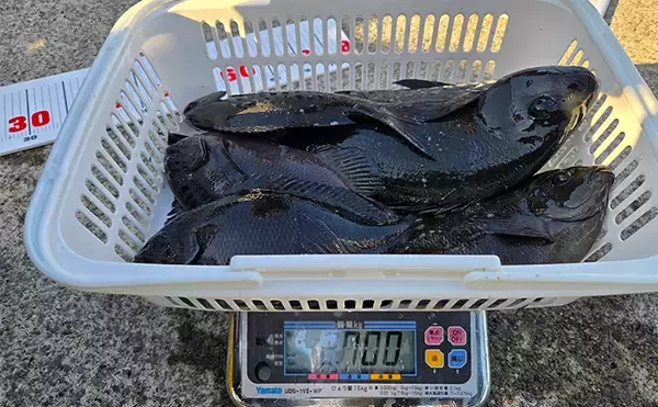 「「第9回TFT関東・東レ懇親磯釣り大会IN下田」に参戦　強風に苦戦も37.5cmメジナを釣り上げる」の画像