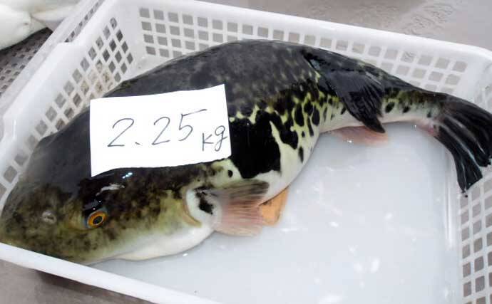 【沖釣り釣果速報】アマダイ便で良型続々！シロアマダイやイトヨリも好調（愛知・静岡）