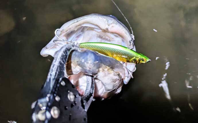 「ラスト1投！」からの5投目で70cm後半の大型シーバスをキャッチ！