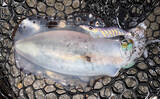 「低水温の伊豆エリアでエギング釣行【静岡】ケンサキイカ混じりで本命アオリ手中！」の画像7