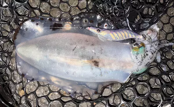 「低水温の伊豆エリアでエギング釣行【静岡】ケンサキイカ混じりで本命アオリ手中！」の画像