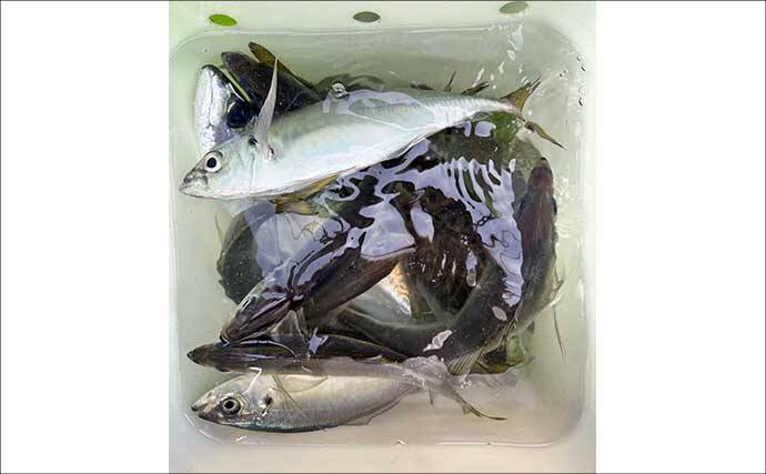 高コスパロッドで東京湾ブランドアジを狙い撃つ【関義丸】速潮の中での正確なタナ取りが重要