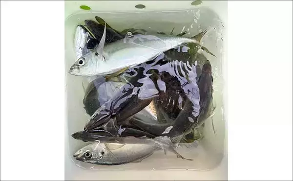 「高コスパロッドで東京湾ブランドアジを狙い撃つ【関義丸】速潮の中での正確なタナ取りが重要」の画像