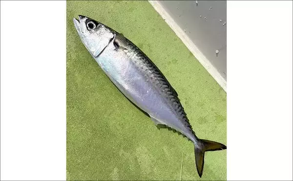 「高コスパロッドで東京湾ブランドアジを狙い撃つ【関義丸】速潮の中での正確なタナ取りが重要」の画像