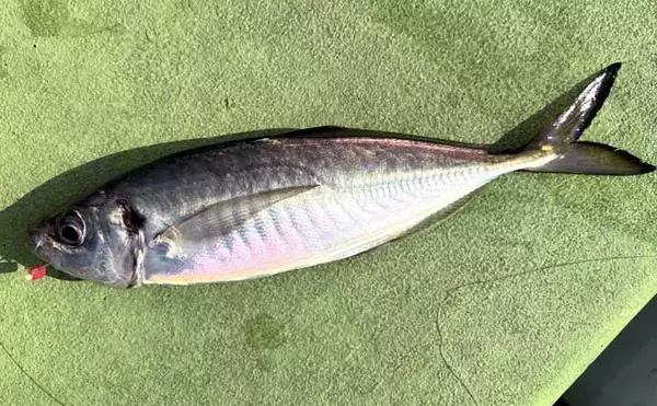 「高コスパロッドで東京湾ブランドアジを狙い撃つ【関義丸】速潮の中での正確なタナ取りが重要」の画像