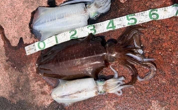 満員の人気漁港で2.5kg頭にアオリイカ3杯キャッチ【福井】ヤエン釣りで攻略！