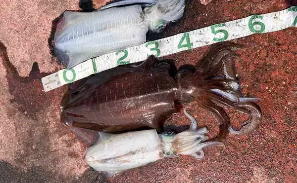 満員の人気漁港で2.5kg頭にアオリイカ3杯キャッチ【福井】ヤエン釣りで攻略！