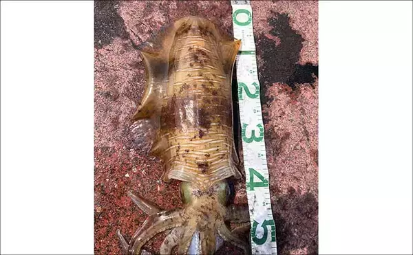「満員の人気漁港で2.5kg頭にアオリイカ3杯キャッチ【福井】ヤエン釣りで攻略！」の画像