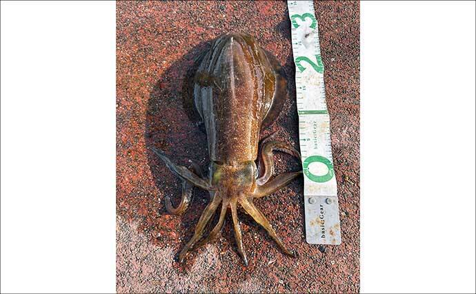 満員の人気漁港で2.5kg頭にアオリイカ3杯キャッチ【福井】ヤエン釣りで攻略！