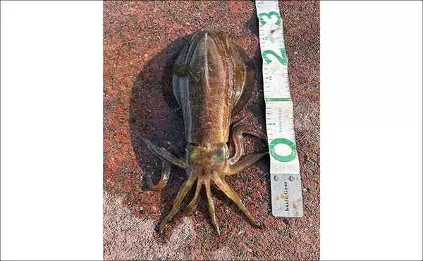 「満員の人気漁港で2.5kg頭にアオリイカ3杯キャッチ【福井】ヤエン釣りで攻略！」の画像