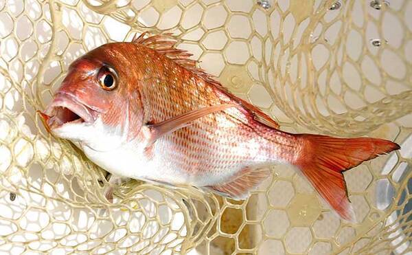 イカナゴ回遊で瀬戸内マダイ釣りシーズン開幕 サビキ仕掛けで65cm浮上 22年3月21日 エキサイトニュース