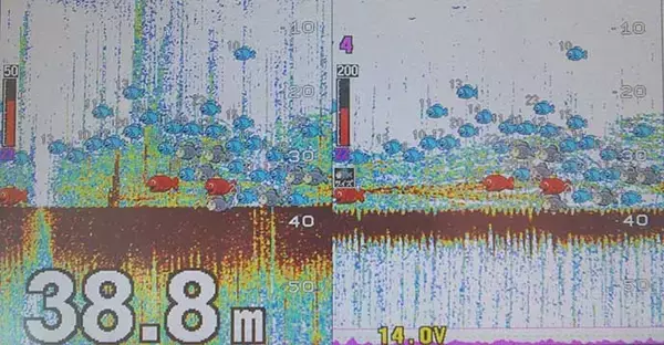 「イカナゴ回遊で瀬戸内マダイ釣りシーズン開幕　サビキ仕掛けで65cm浮上」の画像
