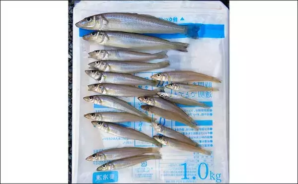 「サーフでのキス投げ釣りで18cm頭に本命18匹【三重・香良洲海岸】ピンギスが中心」の画像