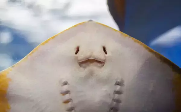 「船乗りの間で取引された海の怪物『ジェニー・ハニヴァー』　正体はエイの干物？」の画像