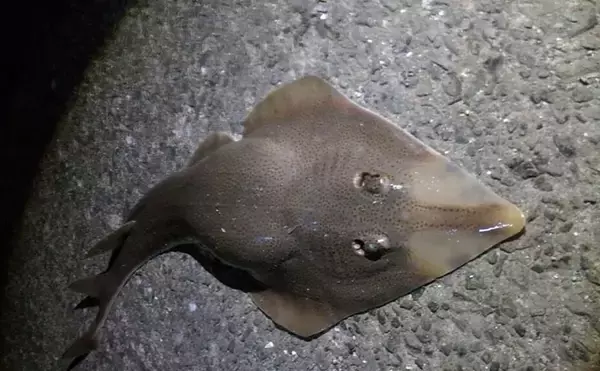 「船乗りの間で取引された海の怪物『ジェニー・ハニヴァー』　正体はエイの干物？」の画像