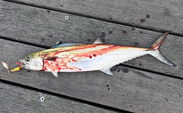 大阪湾奥LSJ釣行で45cm級サゴシ3本手中【泉大津】TGジグのストップ&ゴーで連発