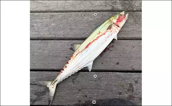 「大阪湾奥LSJ釣行で45cm級サゴシ3本手中【泉大津】TGジグのストップ＆ゴーで連発」の画像