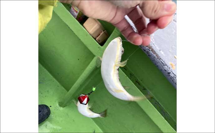 秋の船カワハギ釣りで本命と対面成功【愛知・おざき丸】ゼロテンション後の空アワセで連発