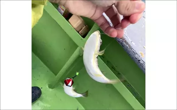 「秋の船カワハギ釣りで本命と対面成功【愛知・おざき丸】ゼロテンション後の空アワセで連発」の画像