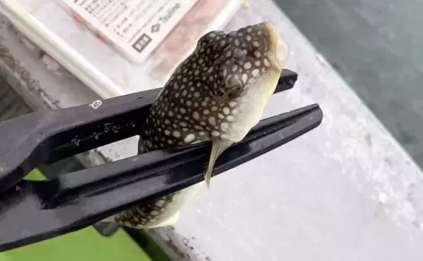 「秋の船カワハギ釣りで本命と対面成功【愛知・おざき丸】ゼロテンション後の空アワセで連発」の画像