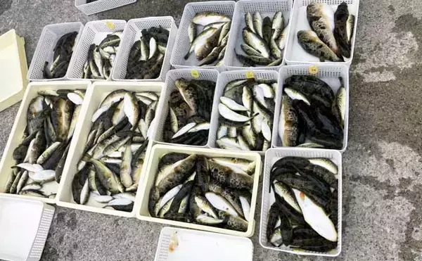 「秋の船カワハギ釣りで本命と対面成功【愛知・おざき丸】ゼロテンション後の空アワセで連発」の画像