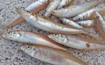 孫と一緒にチョイ投げ釣りで笑顔満開【静岡・南伊豆田牛港】冬でも短時間でシロギス8尾手中