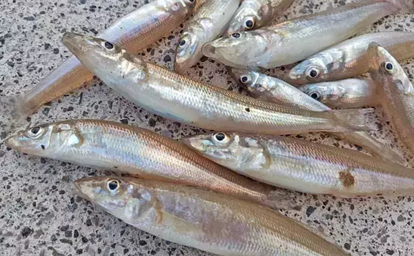 「孫と一緒にチョイ投げ釣りで笑顔満開【静岡・南伊豆田牛港】冬でも短時間でシロギス8尾手中」の画像