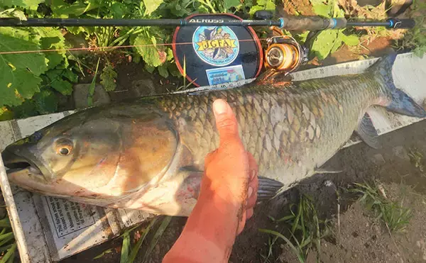 「「食パンにメーター超え大型魚がヒット！」河川でのウキ釣りで105cmソウギョ手中【埼玉】」の画像