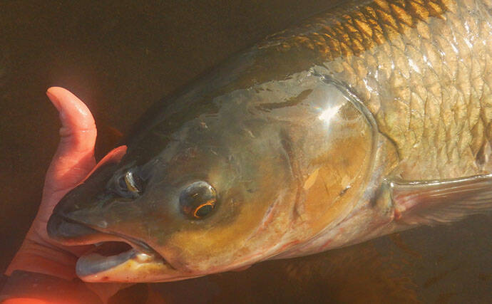 「食パンにメーター超え大型魚がヒット！」河川でのウキ釣りで105cmソウギョ手中【埼玉】