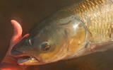 「「食パンにメーター超え大型魚がヒット！」河川でのウキ釣りで105cmソウギョ手中【埼玉】」の画像11