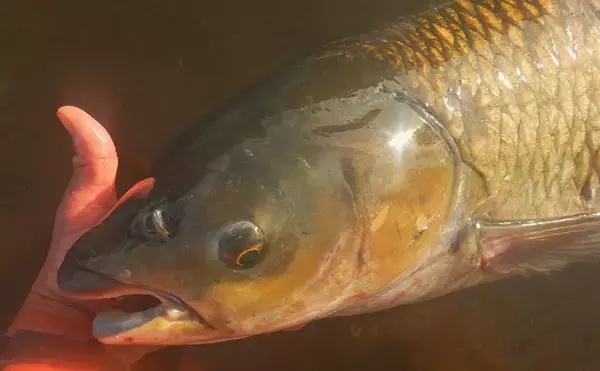 「「食パンにメーター超え大型魚がヒット！」河川でのウキ釣りで105cmソウギョ手中【埼玉】」の画像