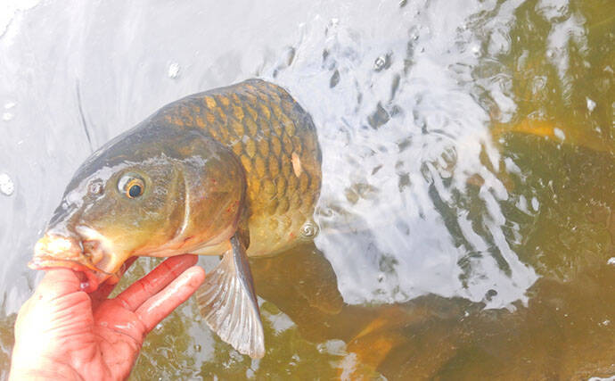 「食パンにメーター超え大型魚がヒット！」河川でのウキ釣りで105cmソウギョ手中【埼玉】