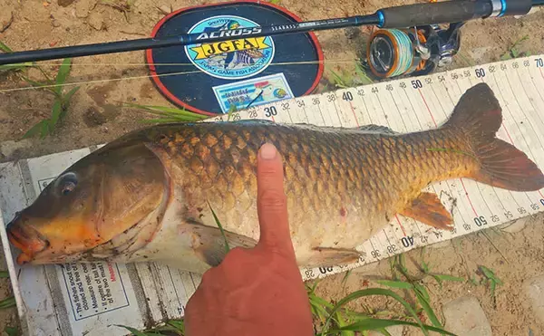 「「食パンにメーター超え大型魚がヒット！」河川でのウキ釣りで105cmソウギョ手中【埼玉】」の画像