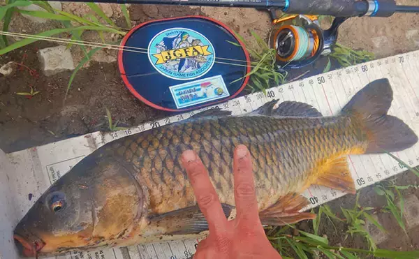 「「食パンにメーター超え大型魚がヒット！」河川でのウキ釣りで105cmソウギョ手中【埼玉】」の画像