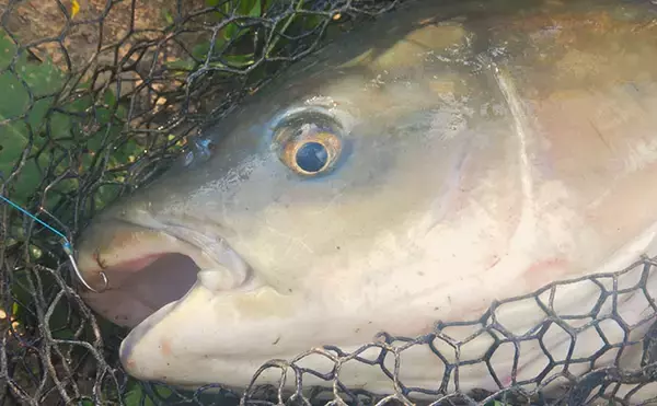 「「食パンにメーター超え大型魚がヒット！」河川でのウキ釣りで105cmソウギョ手中【埼玉】」の画像