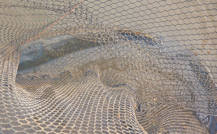 「食パンにメーター超え大型魚がヒット！」河川でのウキ釣りで105cmソウギョ手中【埼玉】