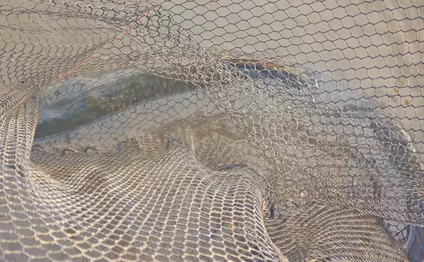 「「食パンにメーター超え大型魚がヒット！」河川でのウキ釣りで105cmソウギョ手中【埼玉】」の画像