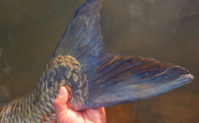 「食パンにメーター超え大型魚がヒット！」河川でのウキ釣りで105cmソウギョ手中【埼玉】