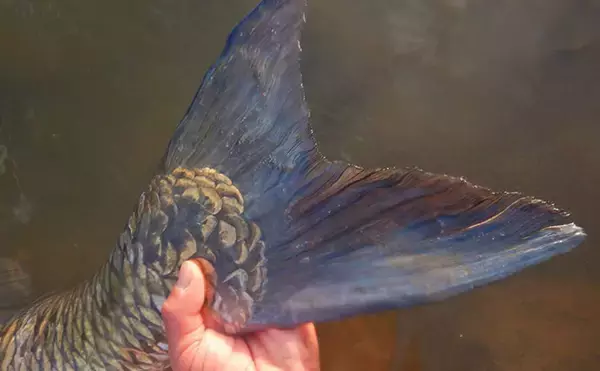 「「食パンにメーター超え大型魚がヒット！」河川でのウキ釣りで105cmソウギョ手中【埼玉】」の画像