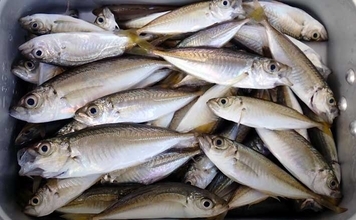 淡水小物タックル＆タナゴ仕掛けで豆アジが爆釣！【三重】アワセる爽快感がクセになる面白さ